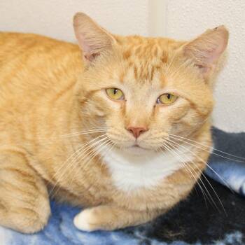 Domestic Short Hair Cats Available for Adoption in Medfield, Massachusetts - Archer | PetCurious