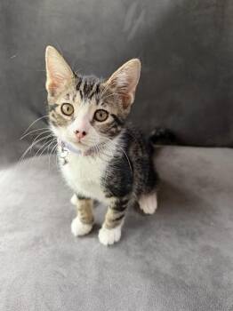 MIRABEL -  Domestic Short Hair Cat for Adoption in Tallahassee, Florida - MIRABEL | PetCurious