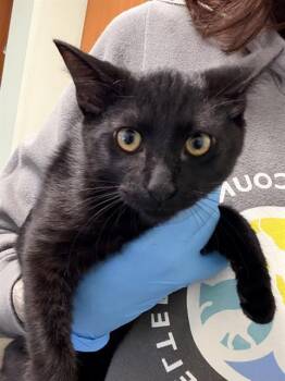 MARIONBERRY* -  Domestic Short Hair Cat for Adoption in Santa Cruz, California - MARIONBERRY* | PetCurious