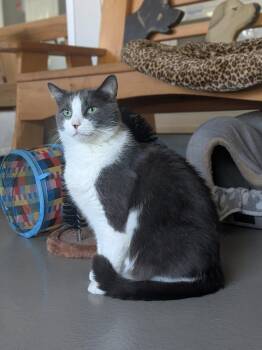 Joe -  Domestic Short Hair Cat for Adoption in Hyde Park, New York - Joe | PetCurious