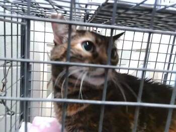 MYSTICAL -  Domestic Short Hair Cat for Adoption in Tulsa, Oklahoma - MYSTICAL | PetCurious
