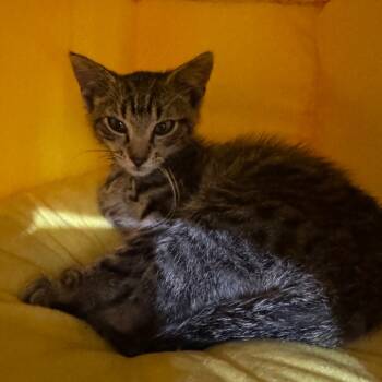 Rescue Domestic Short Hair Cats for Adoption in Redwood Falls, Minnesota - Harley | PetCurious