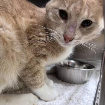 Gregory -  Domestic Short Hair Cat for Adoption in Asheville, North Carolina - Gregory | PetCurious