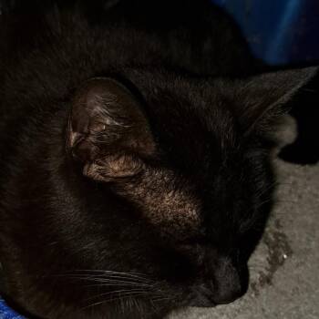 Domestic Short Hair Cats Available for Adoption in Green Forest, Arkansas - Mira | PetCurious