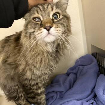 Domestic Long Hair Cats Available for Adoption in Las Vegas, Nevada - Keanu | PetCurious