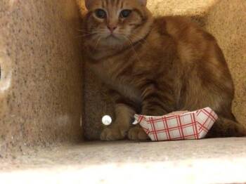 Domestic Short Hair Cats Available for Adoption in Riverside, California - TANG | PetCurious