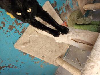 Rescue Domestic Short Hair Cats for Adoption in Alpine, Texas - Coco | PetCurious