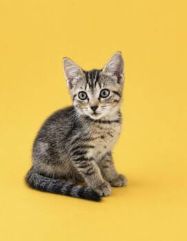 Alice -  Domestic Short Hair Cat for Adoption in Oviedo, Florida - Alice | PetCurious