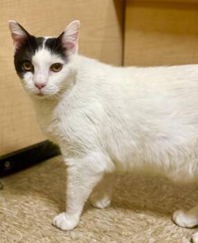 Domestic Short Hair Cats Available for Adoption - Woolie | PetCurious