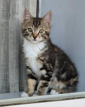 Mr. Beans -  Domestic Short Hair Cat for Adoption in Hillsboro, Oregon - Mr. Beans | PetCurious