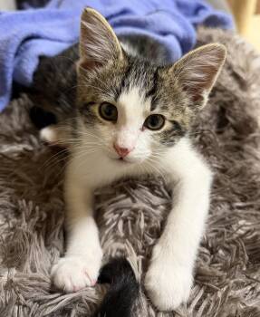 Willie -  Domestic Short Hair Cat for Adoption in Portland, Oregon - Willie | PetCurious