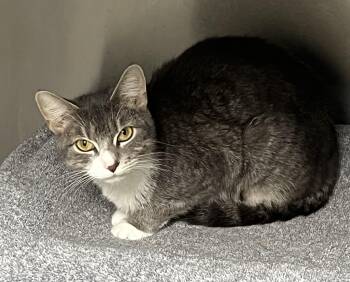 Ruby -  Domestic Short Hair Cat for Adoption in Mendham, New Jersey - Ruby | PetCurious