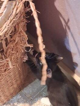 Malasada -  Domestic Short Hair Cat for Adoption in San Antonio, Texas - Malasada | PetCurious