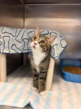 FLIP -  Domestic Short Hair Cat for Adoption in Delson, Quebec - FLIP | PetCurious