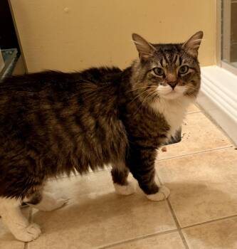 Biggie -  Domestic Long Hair Cat for Adoption in East Hanover, New Jersey - Biggie | PetCurious