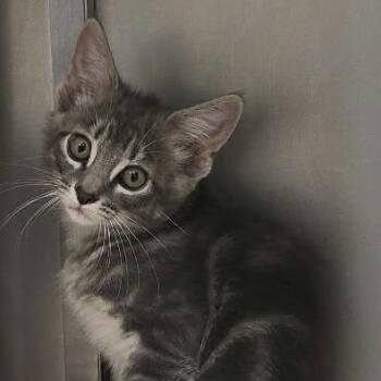Boone -  Domestic Short Hair Cat for Adoption in Orange, Virginia - Boone | PetCurious