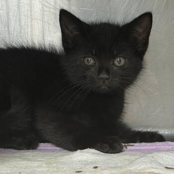 Bok Choy -  Domestic Short Hair Cat for Adoption in Marion, Virginia - Bok Choy | PetCurious