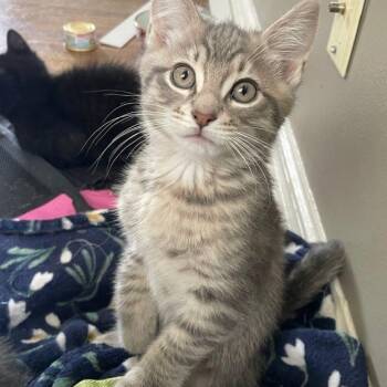 Rescue Tabby and Domestic Short Hair Cats for Adoption in Tulsa, Oklahoma - Julian | PetCurious