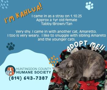 Domestic Short Hair Cats Available for Adoption - Kahlua | PetCurious