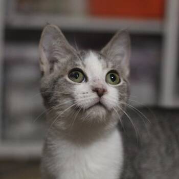 Rescue Domestic Short Hair Cats for Adoption in Springfield, Ohio - Hank | PetCurious