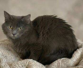 Domestic Long Hair Cats Available for Adoption in Dalton, Georgia - Charlie | PetCurious