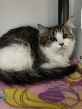 Mama -  Domestic Long Hair Cat for Adoption in Salt Lake City, Utah - Mama | PetCurious