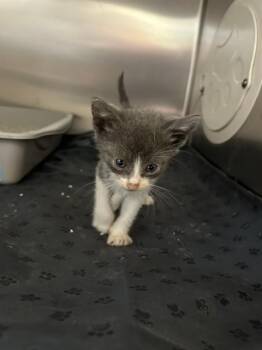 HERMES -  Domestic Short Hair Cat for Adoption in Riverside, California - HERMES | PetCurious