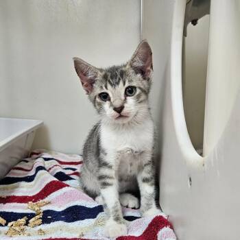 Pop -  Domestic Short Hair Cat for Adoption in Ridgely, Maryland - Pop | PetCurious