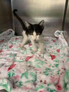 A233465 -  Domestic Short Hair Cat for Adoption in Grand Prairie, Texas - A233465 | PetCurious