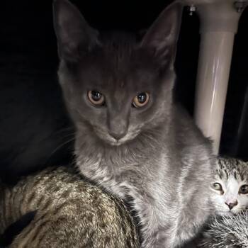 Boo Boo-Foster -  Domestic Short Hair Cat for Adoption in Walker, Michigan - Boo Boo-Foster | PetCurious