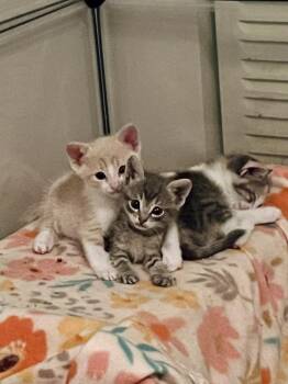Gobo -  Domestic Short Hair Cat for Adoption in Alafaya, Florida - Gobo | PetCurious