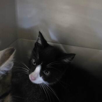 Cleveland -  Domestic Short Hair Cat for Adoption in Watertown, New York - Cleveland | PetCurious