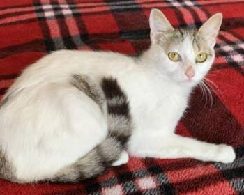 Domestic Short Hair Cats Available for Adoption in Liverpool, Texas - Chantilly | PetCurious