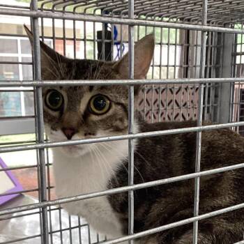 Baptist Momma -  Domestic Short Hair Cat for Adoption in Montgomery, Alabama - Baptist Momma | PetCurious
