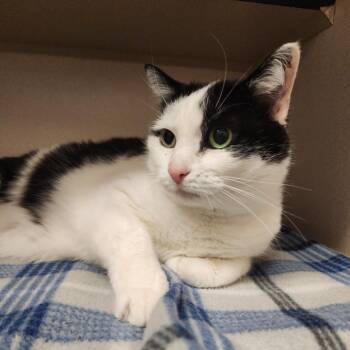 Domestic Medium Hair Cats Available for Adoption in Denison, Texas - Sassie | PetCurious