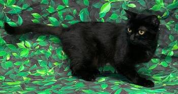 Domestic Short Hair Cats Available for Adoption in Wetumpka, Alabama - 260359  Victoria | PetCurious