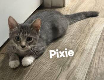 Pixie -  Domestic Short Hair Cat for Adoption in Longwood, Florida - Pixie | PetCurious