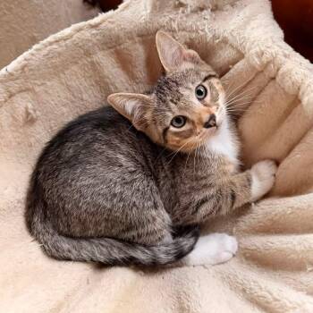 Tuna -  Domestic Short Hair Cat for Adoption in Holiday Hills, Illinois - Tuna | PetCurious