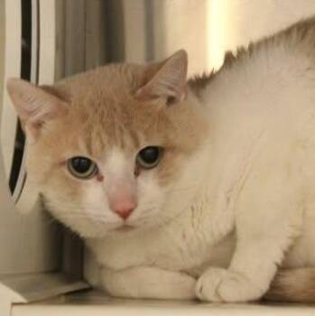26-01104 -  Domestic Short Hair Cat for Adoption in Fredericksburg, Virginia - 26-01104 | PetCurious
