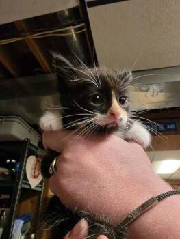 Kate Jackson -  Domestic Medium Hair Cat for Adoption in Dorr, Michigan - Kate Jackson | PetCurious