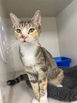 Domestic Short Hair Cats Available for Adoption in Corpus Christi, Texas - Selene | PetCurious