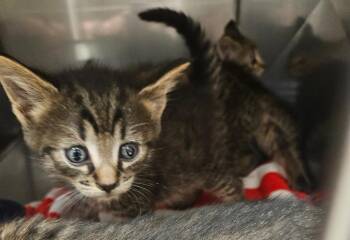 Jones kitten 1(Davy) -  American Shorthair Cat for Adoption in Mocksville, North Carolina - Jones Kitten 1(Davy) | PetCurious