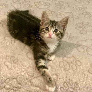 Rescue Domestic Short Hair Cats for Adoption in Oceanside, New York - Zena | PetCurious