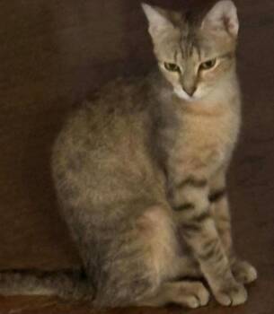 Marcy -  Domestic Short Hair Cat for Adoption in Chicago, Illinois - Marcy | PetCurious