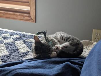 Cosette -  Domestic Short Hair Cat for Adoption in Fort Collins, Colorado - Cosette | PetCurious