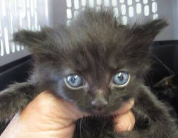 Rescue Domestic Medium Hair and Domestic Short Hair Cats for Adoption in West Memphis, Arkansas - Bosley | PetCurious