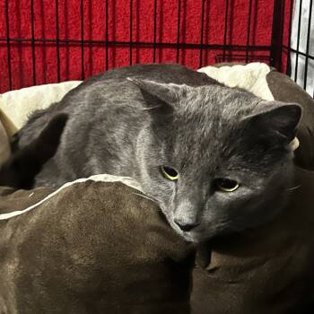Rescue Domestic Short Hair Cats for Adoption in Winchester, Virginia - Grey | PetCurious