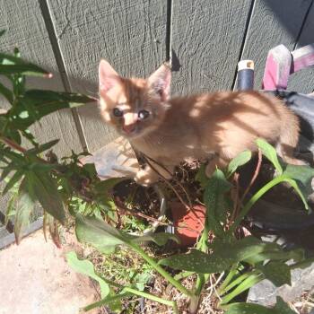 VICTOR -  Domestic Short Hair Cat for Adoption in Richmond, California - VICTOR | PetCurious