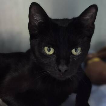 Domestic Short Hair Cats Available for Adoption in Newark, New Jersey - Claddagh | PetCurious