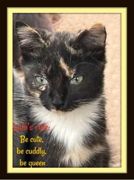 Rescue Domestic Short Hair Cats for Adoption in Winston-salem, North Carolina - Zoe & Lulu: Sisters, Snugglers, And Purrfection In Motion | PetCurious